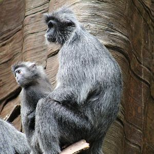 Silvered Leaf Monkey Infant