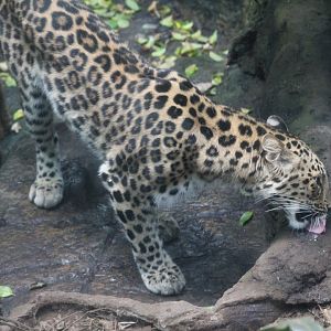 New Amur Leopard