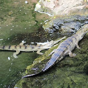 Indian Gharials