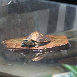 Yellow-Headed Box Turtle
