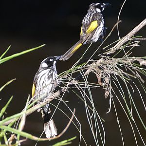 New Holland honeyeaters.