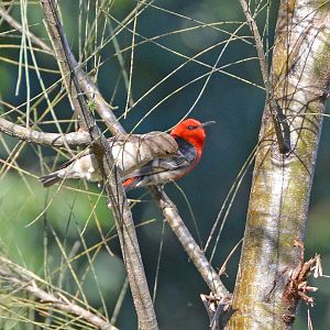 Scarlet honeyeaters.