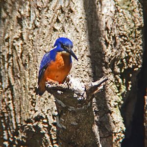 Azure kingfisher.