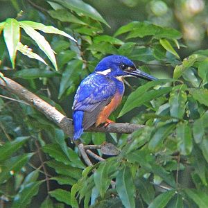 Azure kingfisher.