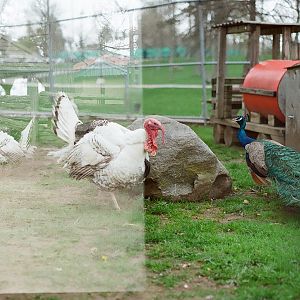 Waterloo Park - Peacocks and turkeys