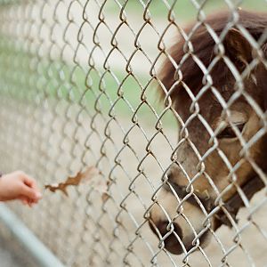 Waterloo Park - pony