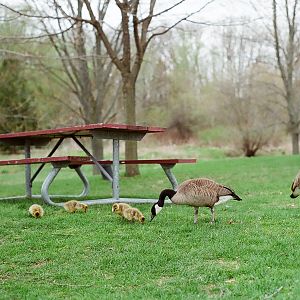 Waterloo Park - wild geese