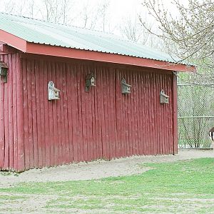 Waterloo Park - Fallow Deer