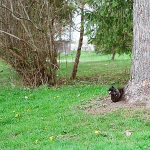 Waterloo Park - wild melanistic Eastern grey squirrel