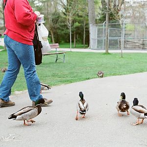 Waterloo Park - feeding time