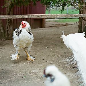 Waterloo Park - chickens and white peacock