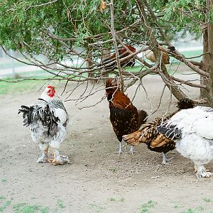 Waterloo Park - Chickens