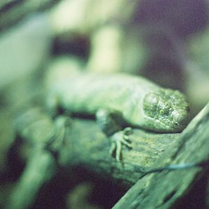 Toronto Zoo - Solomon Islands Skink, Corucia zebrata