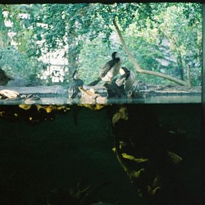 Toronto Zoo - Little Pied Cormorants, Fly River Turtle