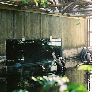 Toronto Zoo - Little Pied Cormorants