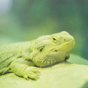 Toronto Zoo - Central bearded dragon