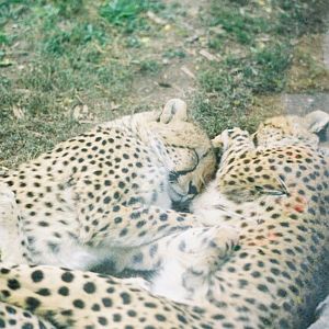 Toronto Zoo - cheetah sisters
