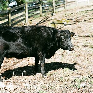 Maymont - Irish Dexter cow