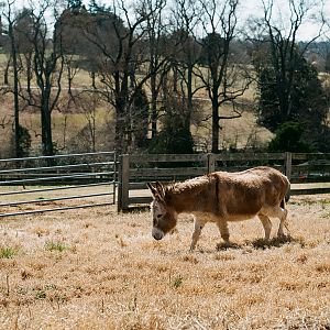 Maymont - Sicilian Donkey