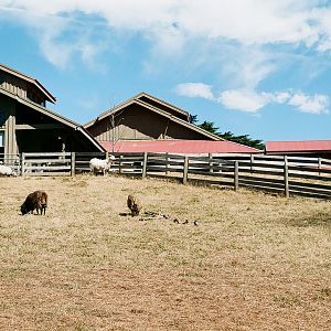 Maymont - Goats, with barn in background