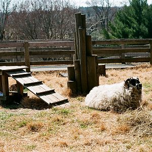 Maymont - Sheep