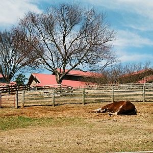 Maymont - Clydesdale/Hackney horse