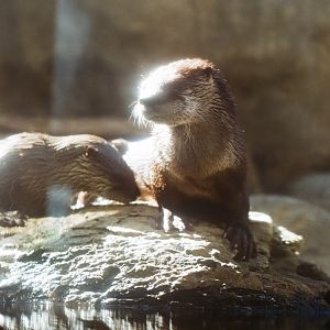 Maymont - North American River Otter
