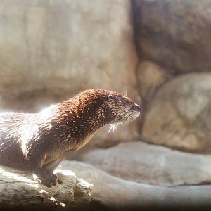 Maymont - North American River Otter