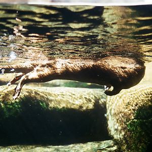 Maymont - North American River Otter