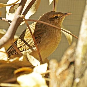 Caversham Wildlife park