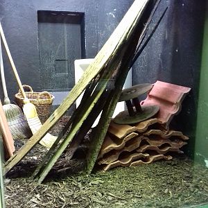 Tokay gecko enclosure