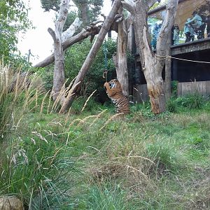 Sumatran Tiger Jae-Jae