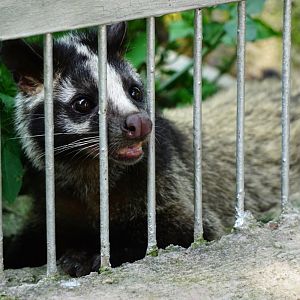 Xiongsen animal world - Masked palm civet