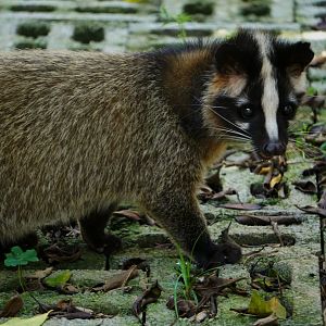Xiongsen animal world - Masked palm civet