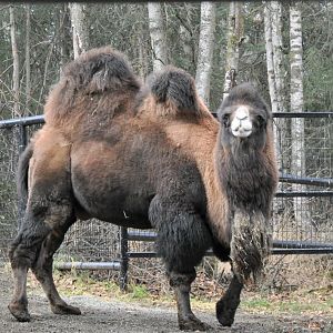 Bactrian Camel