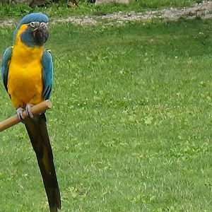 Blue-throated macaw