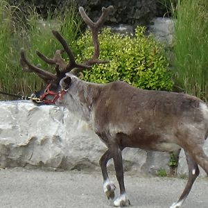 Reindeer