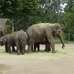 Asian elephants