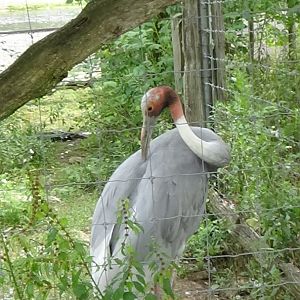 Sarus crane