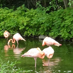 American flamingos