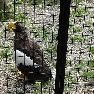 Steller's sea eagle