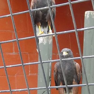Harris' hawks