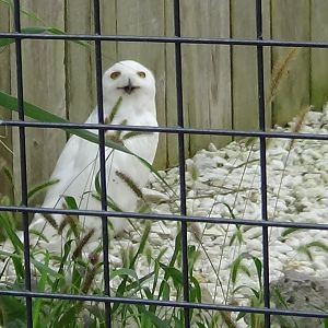 Snowy owl