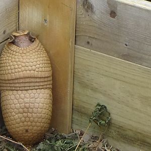 Three-banded armadillo