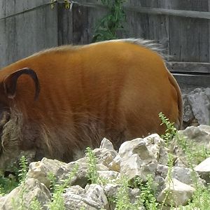 Red river hog
