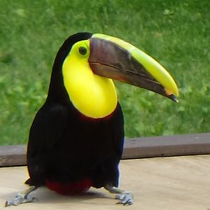 Chestnut-mandibled toucan
