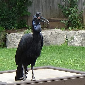 Abyssinian ground hornbill