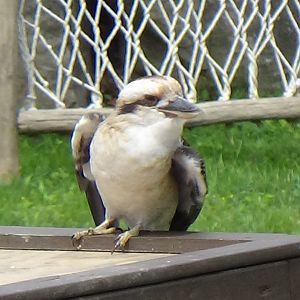 Laughing kookaburra