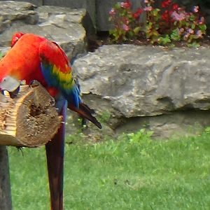 Scarlet macaw