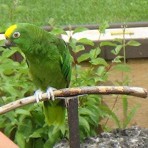 Yellow-crowned amazon